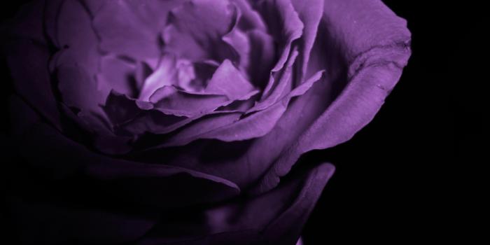 2875x1592 Full Hd Purple Rose Wallpaper - Full Hd Rose Purple (#333894) - HD