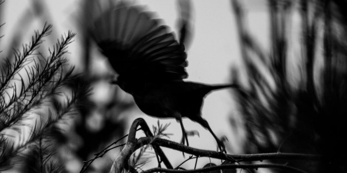 2560x1600 Download wallpaper 2560x1600 bird, branch, bw, silhouette, dark