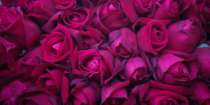 3840x2160 4K Rose Wallpapers - Top Free 4K Rose Backgrounds - WallpaperAccess