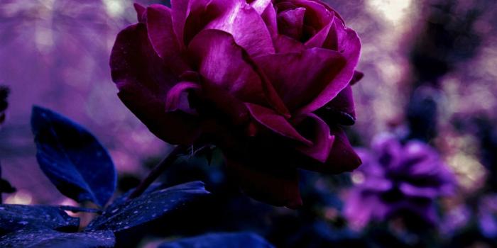 1920x1200 Purple Roses Background (45+ images)