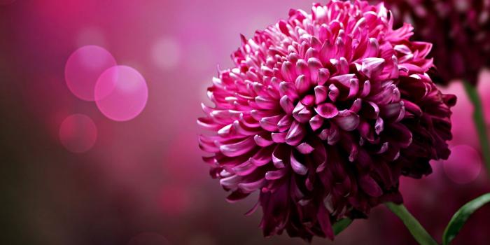 2560x1440 Flower Wallpapers Pink High Quality Resolution | Natures Wallpapers