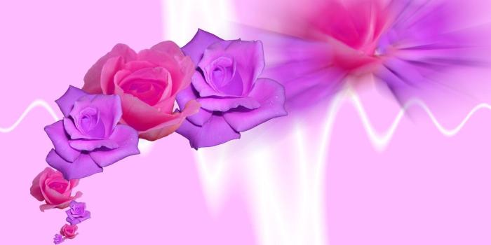 1920x1200 Purple roses HD desktop wallpaper : Widescreen : High Definition