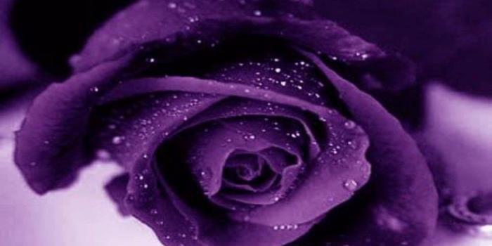 1024x768 74+] Purple Rose Wallpaper on WallpaperSafari