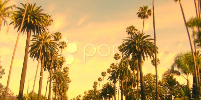 1920x1080 Los angeles palm trees background 6 » Background Download