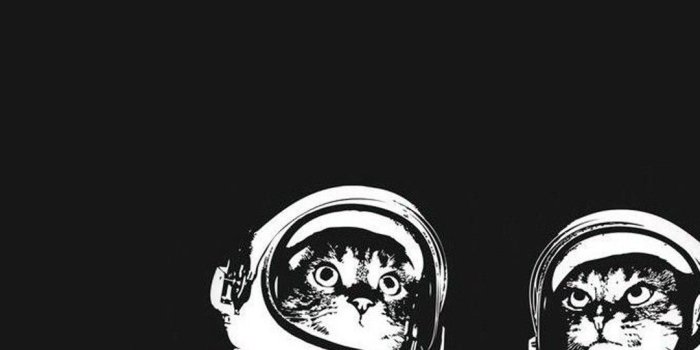 1080x1920 Top 10 Punto Medio Noticias | Iphone Wallpaper Aesthetic Cat