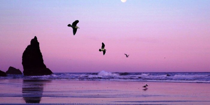 1450x950 73+] Beach Themed Backgrounds on WallpaperSafari