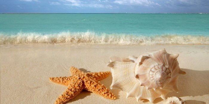 1600x1000 starfish seashells beach sand wallpaper View All View All ~ florida