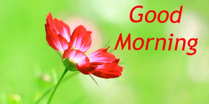 1600x900 1236+ Good Morning Images New Wallpaper Pics Download HD