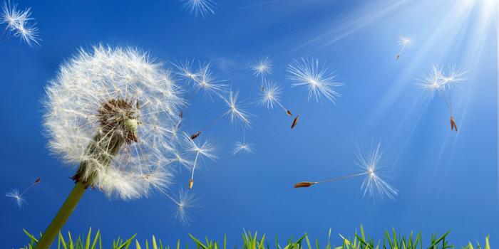 1920x1360 Summer Season HD Wallpaper New Tab Theme - Impressive Nature