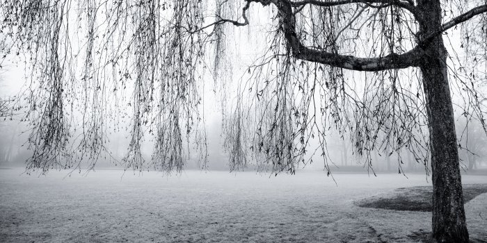 3554x1999 Spring Mist Black and White ❤ 4K HD Desktop Wallpaper for 4K Ultra