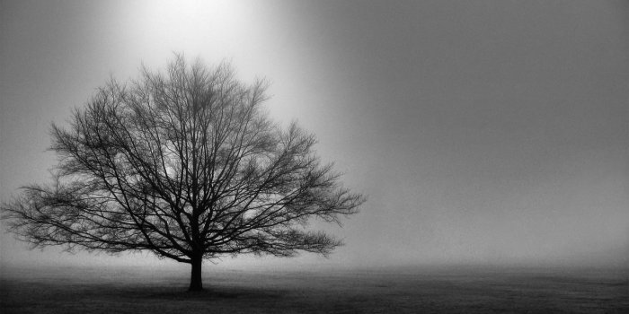 1222x687 Tree Black And White Wallpaper Mobile #6Kj | Beautiful in 2019