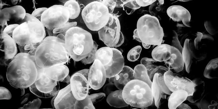 3840x2160 Jellyfish Medusozoa Black White 4K Ultra HD Desktop Wallpaper