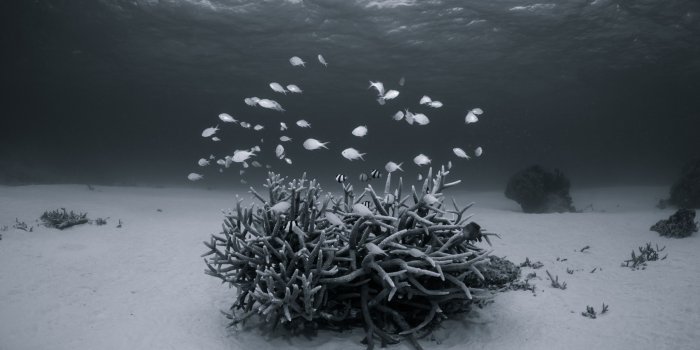 3840x2160 Underwater Black and White ❤ 4K HD Desktop Wallpaper for 4K Ultra