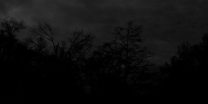 1920x1200 Download Free Black and White Forest Wallpaper