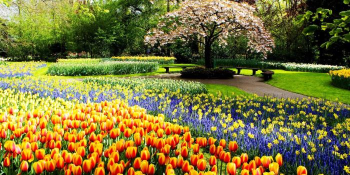 1920x1080 Spring Park Flowers HD Wallpaper - Wallpaper Stream