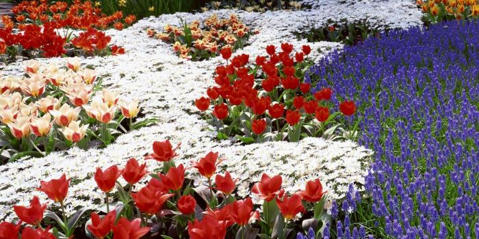 1366x768 Park Flower Wallpaper Hd | Pack Wallpapers
