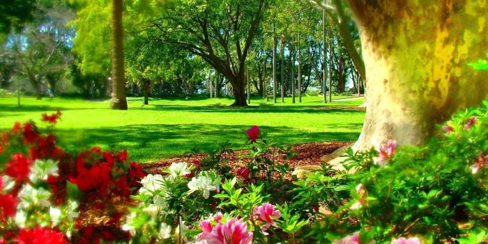 3840x2160 HD wallpaper: australia, cairns, flowers, garden, nature, park, red