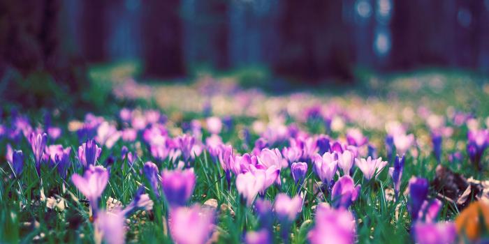 1920x1200 Spring Flower Garden #6998776