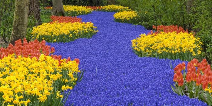 1920x1080 Daffodils Tulips Muscari Spring Road Trees Park - Free Stock Photos