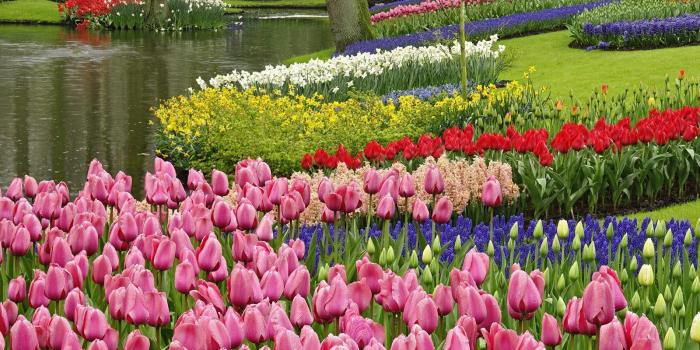 1600x1200 Free download Spring tulip garden in the park wallpaper 6853