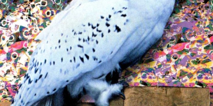 1019x1143 Hedwig iPhone Wallpapers - Top Free Hedwig iPhone Backgrounds