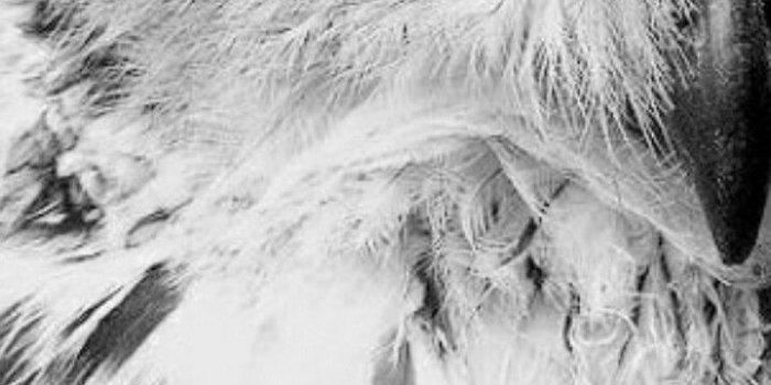 720x1280 mikita K on harry potter | Owl, Owl eyes, Beautiful owl