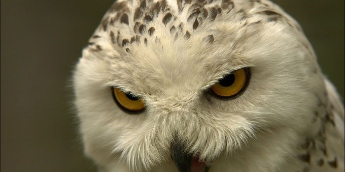 1440x900 Hedwig iPhone Wallpapers - Top Free Hedwig iPhone Backgrounds