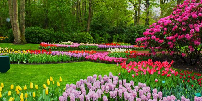 4272x2848 Lovely garden flowers park in spring spring pictures - Truly Hand Picked