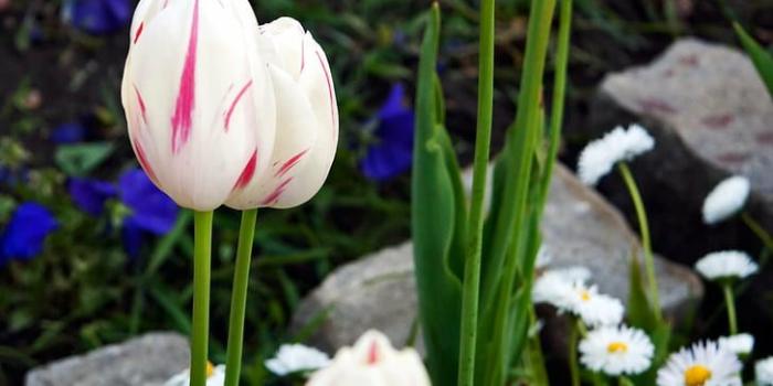 728x1092 HD wallpaper: white flowers, tulips, tulips, flower garden, garden