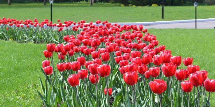 5120x2880 Lawn, Flower Garden, Bloom, Seed Plant, Park 5K Ultra HD Wallpaper