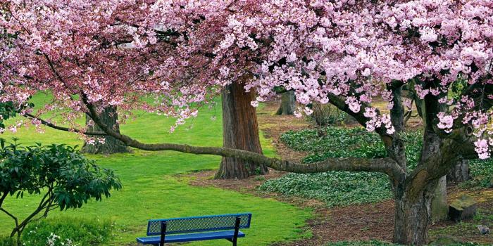 1920x1200 Park,nature, Color Spring, Flowers, Grass, Garden, Bench, Smart