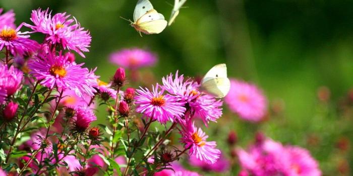 1152x768 Flower Butterfly Garden Park Beautiful Flowers Greenery Spring