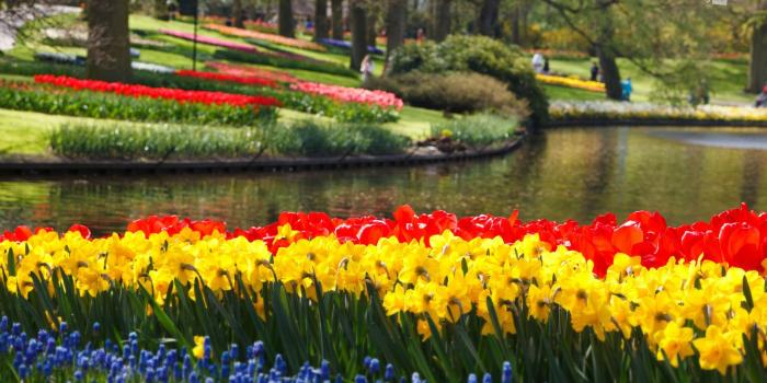 1920x1080 eleletsitz: Tulip Garden Wallpaper Images