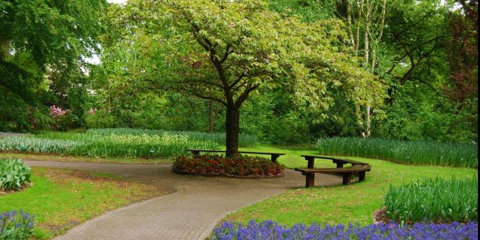1332x850 Wallpaper greens, flowers, Park, tree, plants, spring, garden