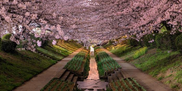 1920x1080 Spring Garden Wallpaper - Wallpapers Browse