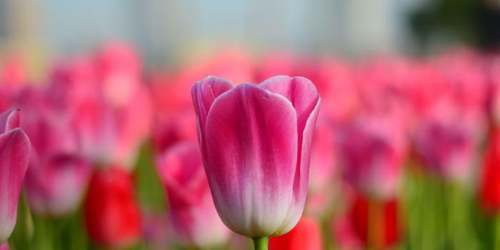 3840x2543 3112608 beautiful, beauty, bloom, blooming, blossom, blur, botanical