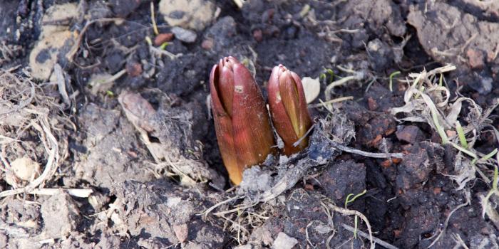 1920x1280 Flower gardens and flower beds sprouts spring flowers park № 1090