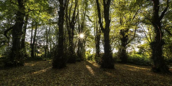 1332x850 Wallpaper autumn, the sun, rays, County Londonderry, beech forest
