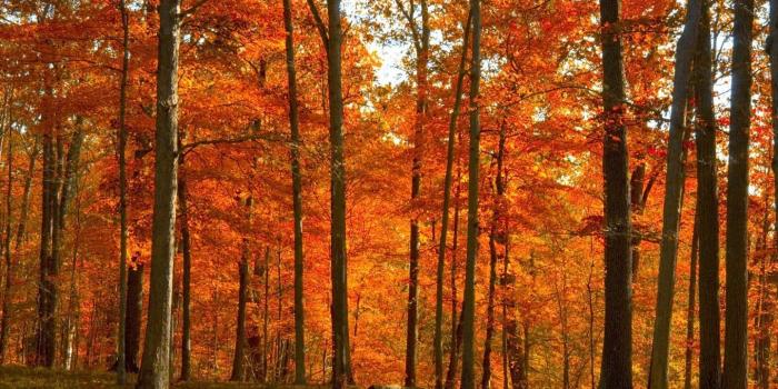1440x900 yellow-red autumn forest county cork Ireland :0) | Ireland | Autumn