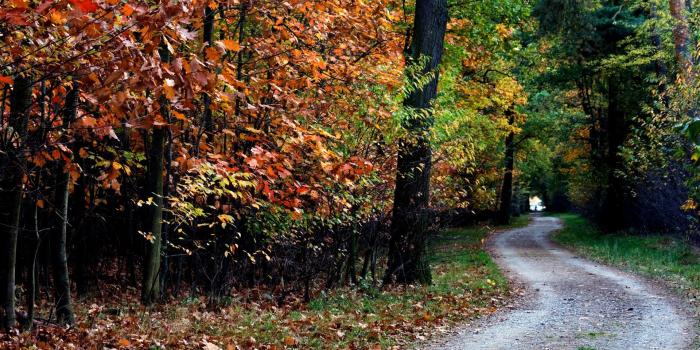 1920x1080 Download 1920x1080 HD Wallpaper road forest ireland autumn, Desktop