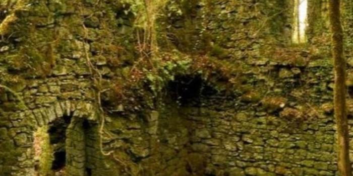 768x1024 Free download Autumn season ruins forest leaves ireland moss