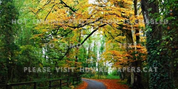 1024x768 autumn woodland ireland colours nature