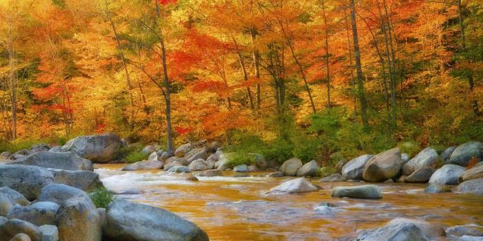 1920x1080 autumn pumpkin wallpaper widescreen - Google Search | Autumn