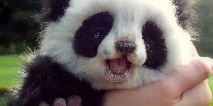 3093x2663 Cute Baby Animals Ever Wallpapers - Top Free Cute Baby Animals Ever