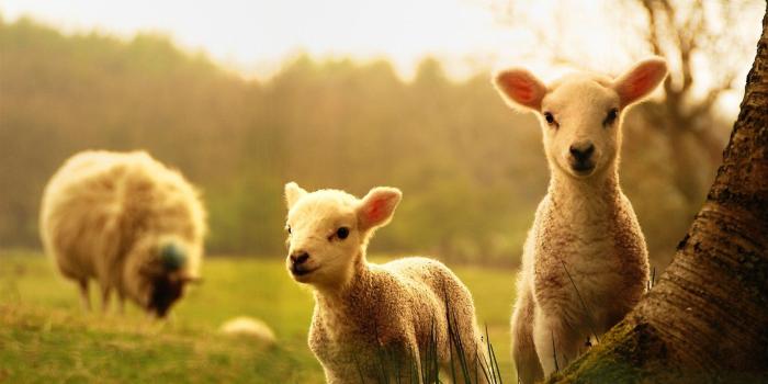 1920x1200 Free Cute Baby Animal Wallpaper HD Wallpapers Background Photos