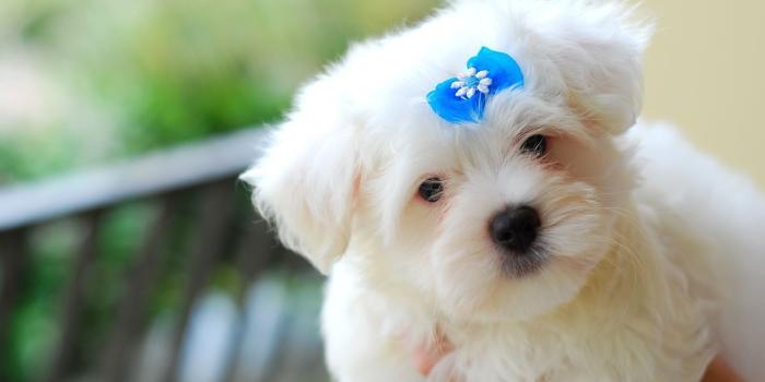 1600x1071 free download cute baby animal wallpapers desktop baby animals