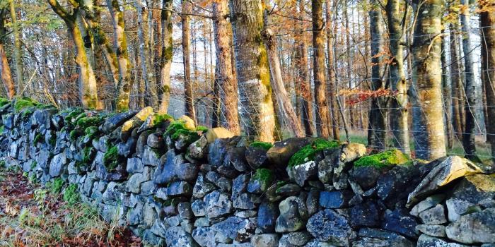 2048x2048 3097111 autumn, autumn leaves, forest, galway, ireland, portumna