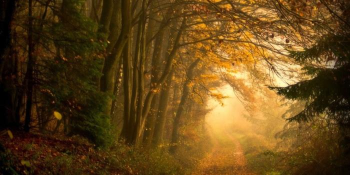 1280x804 Autumn Forest Mist & Way wallpapers | Autumn Forest Mist & Way stock