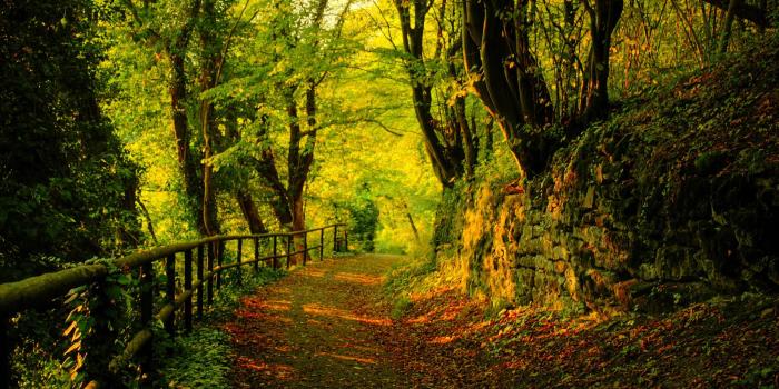 1920x1200 Fall hd wallpapers Gallery