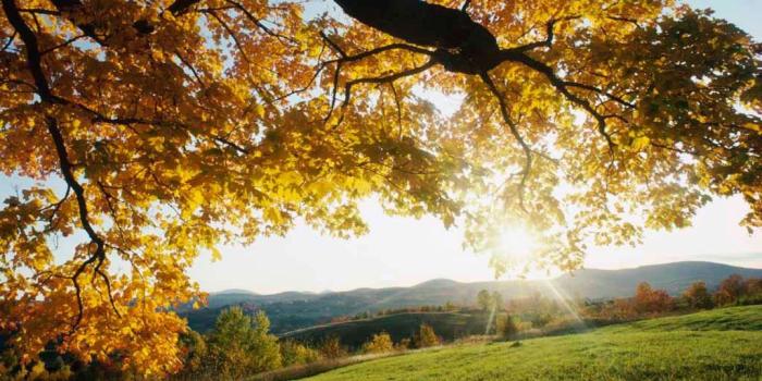 1024x768 Other: Ireland Autumn Leaves Sunset Grass Tree Yellow HD Desktop for